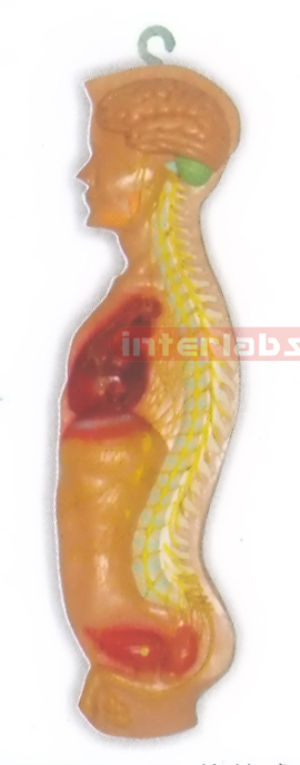 HITCH-HANGING MALE HUMAN AUTONOMIC NERVOUS SYSTEM MODEL